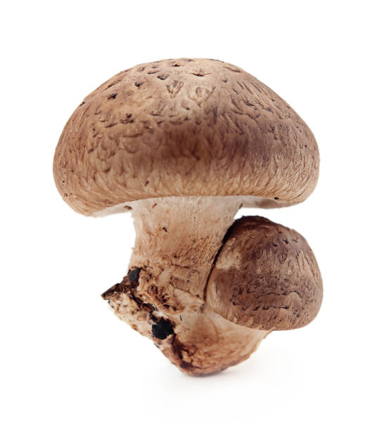 istock Shiitake mushroom on the White background 815036822