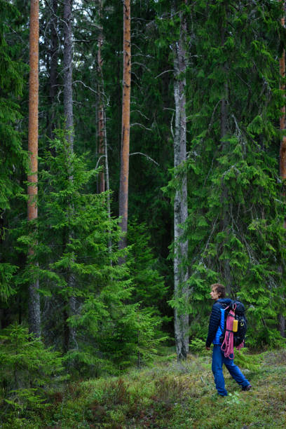 istock Hiker exploring forest, Karelian pine forest, Scandinavia. 815037142