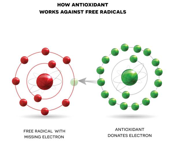 항 산화 어떻게 작동 하는지 - antioxidant stock illustrations