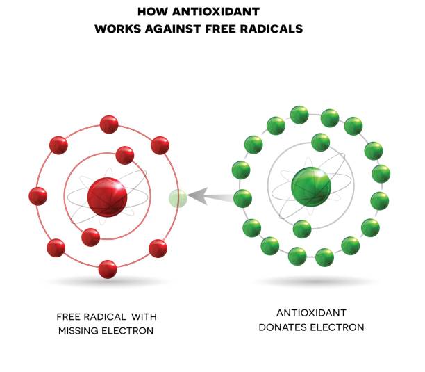 jak działa przeciwutleniacz - antioxidant stock illustrations