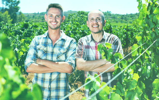 istock Two  gardeners standing together in grapes tree yard 815055076