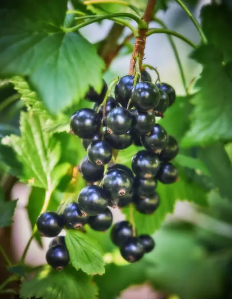 Ripe home-grown blackcurrants ready to be picked.