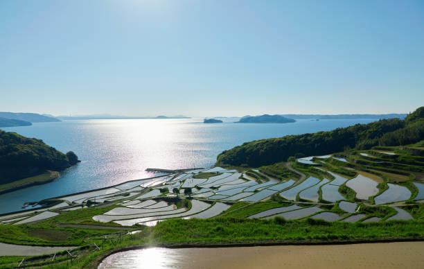 view of the Japanese rice terrace view of the Japanese rice terrace rice terrace stock pictures, royalty-free photos & images