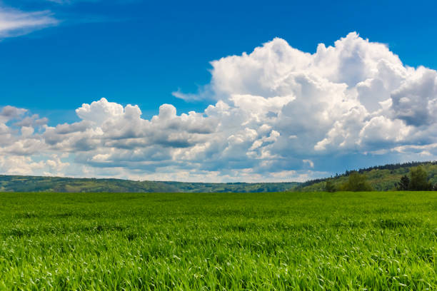 istock Green grass field blue cloudy sky horizon background 815059766