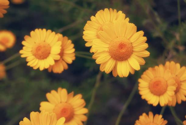 istock Beautiful yellow wild flower daisy chamomile close-up on glade in fields 815062864