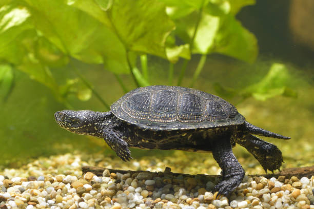 istock European pond turtle underwater 815062990