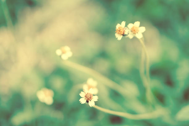 istock Soft focus Grass Flower  abstarct spring ,nature background 815063420