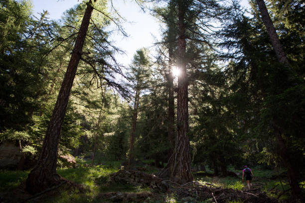 istock Woman hiking in the forest 815066432