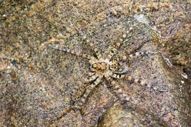 Image of River Huntress Spiders (Venatrix arenaris) on the rock. Insect Animal