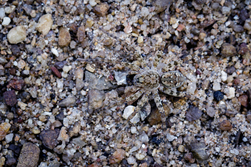 Image of River Huntress Spiders (Venatrix arenaris) on the sand. Insect Animal