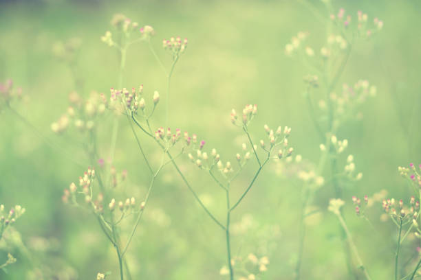 istock Soft focus Grass Flower  abstarct spring ,nature,summer fresh  background 815069272
