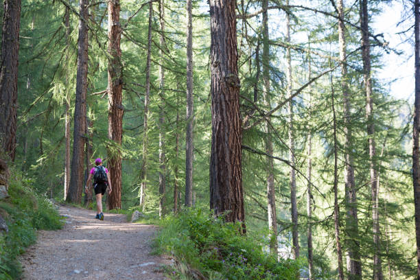 istock Male with backpack trekking through forest 815069446