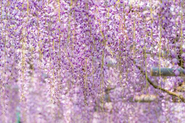 istock wisteria floribunda 815069478