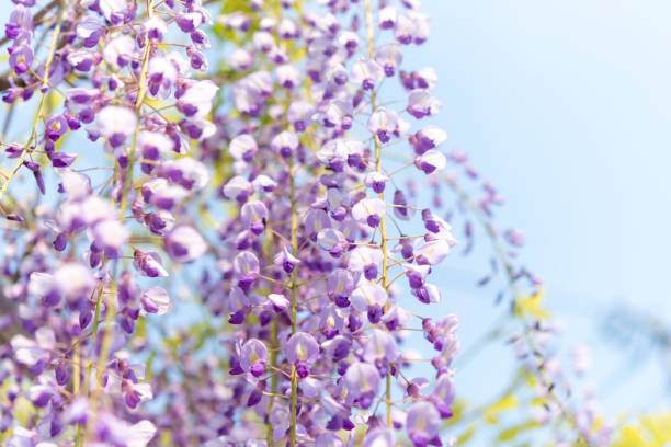 istock wisteria floribunda 815069596