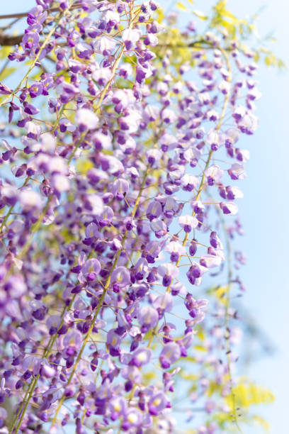istock wisteria floribunda 815069644