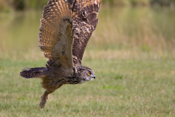 ヨーロッパの鷲フクロウ猛禽類を離陸します。地面に近い飛行。 - owl awe bird close up ストックフォトと画像