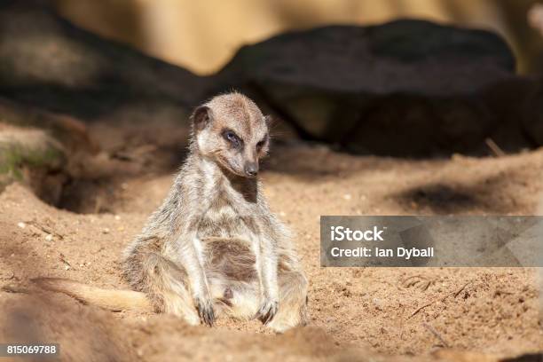 우울된 동물입니다 직장에서 피곤된 Meerkat에 대 한 나쁜 하루입니다 재미 있은 귀여운 동물 Meme 이미지입니다 밈에 대한 스톡 사진 및 기타 이미지 - iStock 우울된 동물입니다 직장에서 피곤된 Meerkat에 대 한 나쁜 하루입니다 재미 있은 귀여운 동물 Meme 이미지입니다 밈에 대한 스톡 사진 및 기타 이미지 - Istock