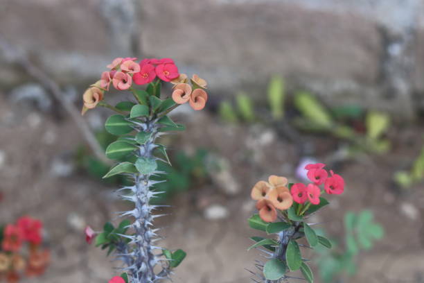 Euphorbia milii It is a succulent climbing shrub growing to 1.8 m (5 ft 11 in) tall, with densely spiny stems plantlet stock pictures, royalty-free photos & images