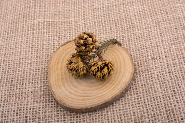 istock Pine cone on a piece of cut wood 815074522
