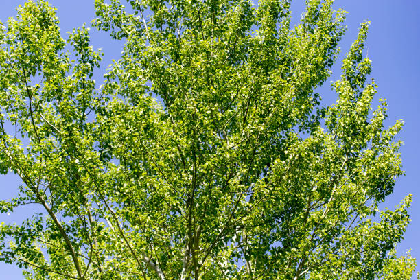 istock Tree with green leaves against the blue sky 815075114