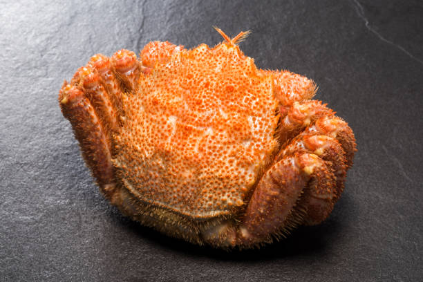 istock horsehair crab 815077668
