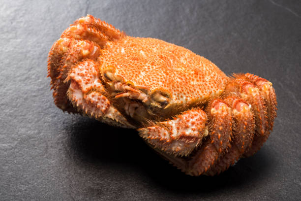 istock horsehair crab 815077812