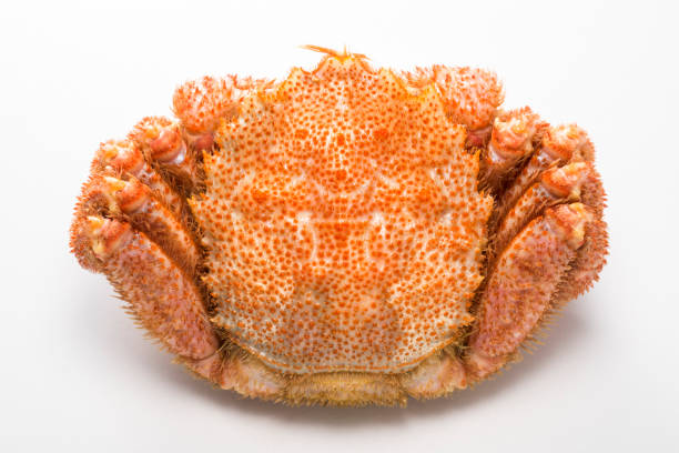 istock horsehair crab 815078000