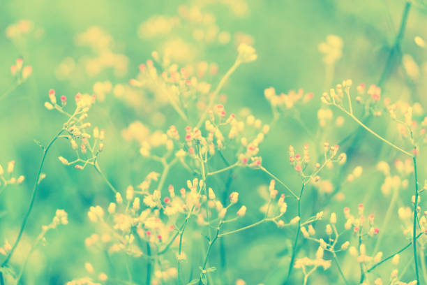 istock little pink grass wild flower ,Abstract spring nature background 815081116