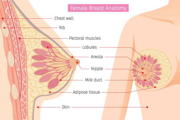illustrazioni stock, clip art, cartoni animati e icone di tendenza di sezione trasversale di anatomia del seno femminile - capillare corpo umano