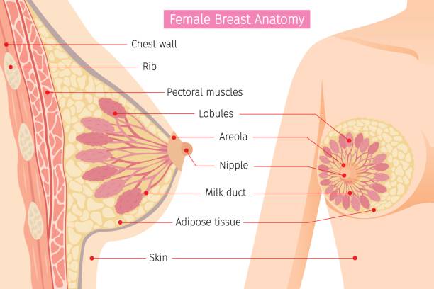 ilustrações de stock, clip art, desenhos animados e ícones de cross section of female breast anatomy - gland lobule