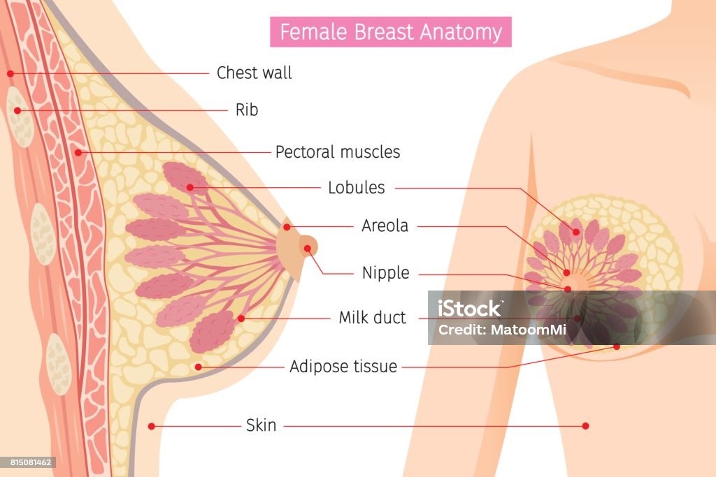 Cross Section Of Female Breast Anatomy Mammary, Boob, Body, Organs, Physical, Sickness, Health Breast stock vector