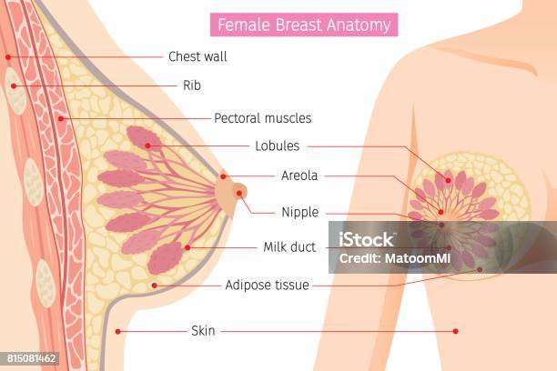 Cross Section Of Female Breast Anatomy Stock Illustration - Download Image Now - Breast, Anatomy, Breast Cancer