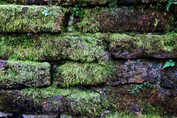 istock The old wall from bricks with green moss for background. 815081566