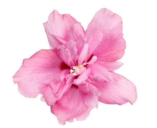 istock Fully developed hibiscus flower against white background 815082196