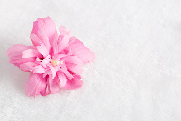 Hibiscus, Tropical Flower, Flower, Chrysanthemum