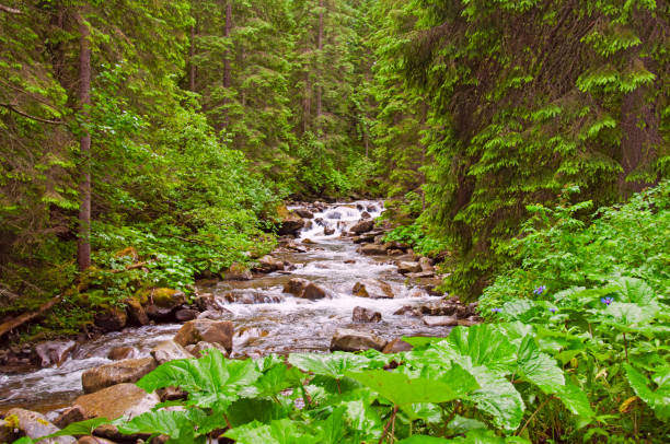 istock landscape with mountains, forest and a river 815085600