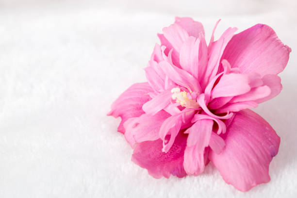 Hibiscus, Tropical Flower, Flower, Chrysanthemum
