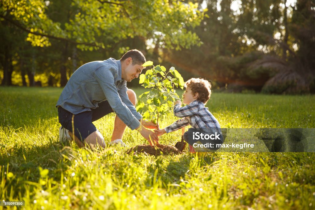 Parent and child planting tree Father wearing gray shirt and shorts and son in checkered shirt and pants planting tree under sun. Tree Stock Photo