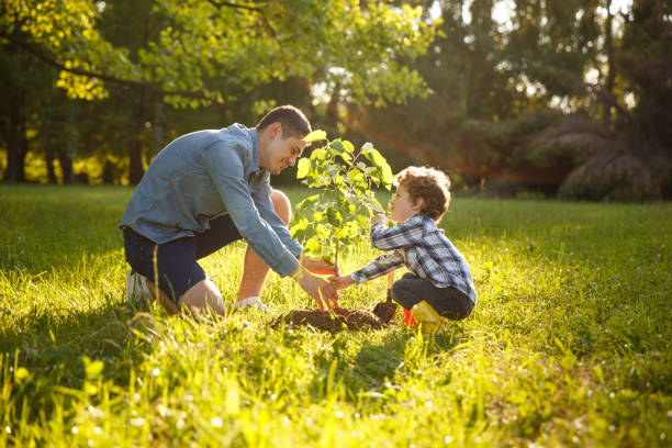 Parent and child planting tree Father wearing gray shirt and shorts and son in checkered shirt and pants planting tree under sun. planting stock pictures, royalty-free photos & images