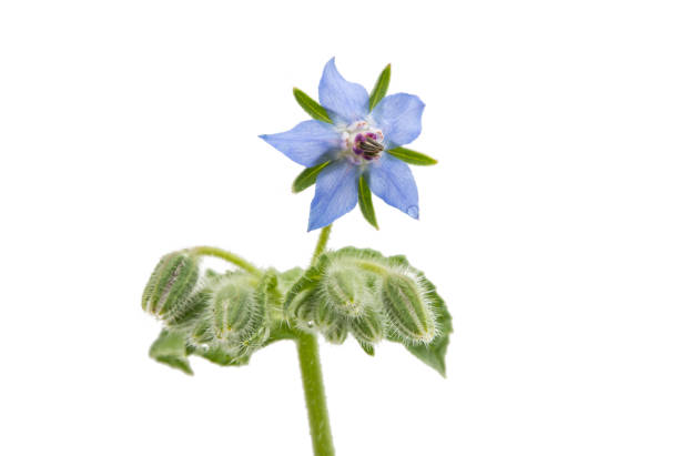 istock Flowering Borage and buds isolated 815091954