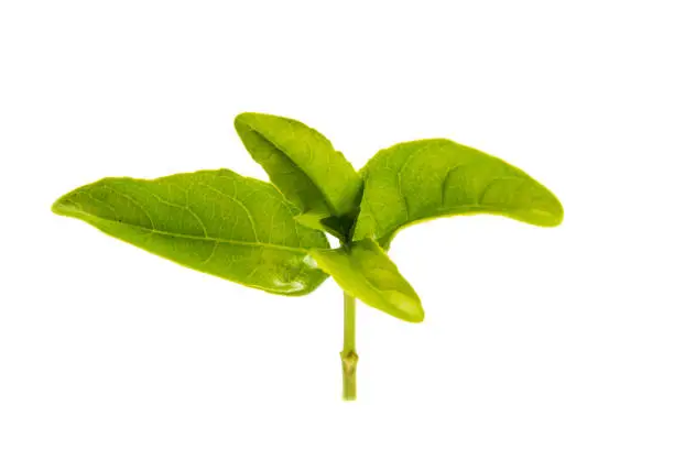 Green tea leaves isolated on white background