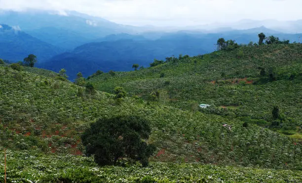 Amazing scene at Vietnamese countryside with wide coffee plantation in blossoms season, white flower from coffee tree make wonderful field from hill, a small house among farm at Lam Dong, Vietnam