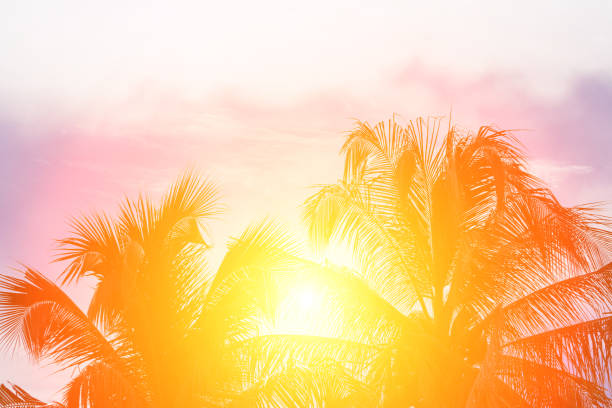 istock Evening sun shines through the coconut in the garden. 815103724