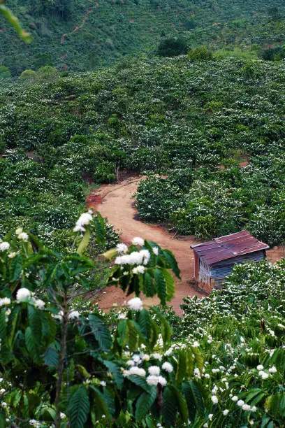 Amazing scene at Vietnamese countryside with wide coffee plantation in blossoms season, white flower from coffee tree make wonderful field from hill, a small house among farm at Daknong, Vietnam