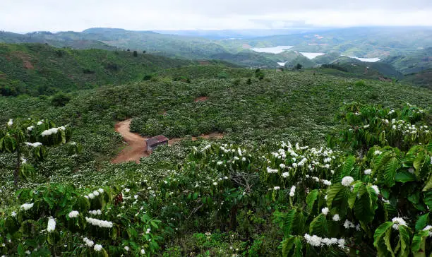 Amazing scene at Vietnamese countryside with wide coffee plantation in blossoms season, white flower from coffee tree make wonderful field from hill, a small house among farm at Daknong, Vietnam