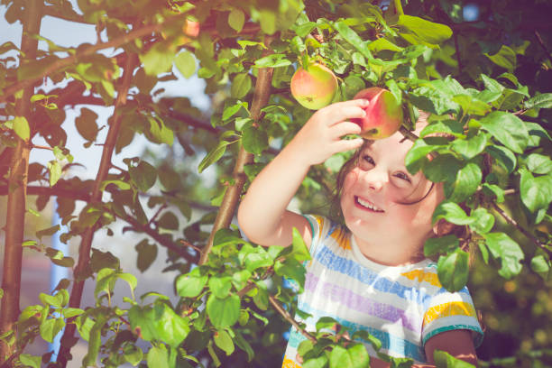 istock Little girl picking up apples 815108662