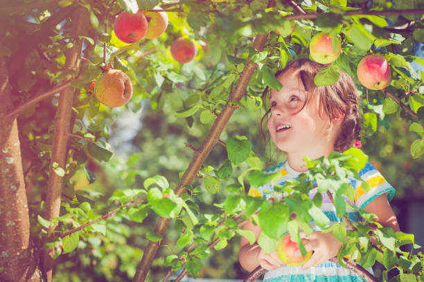 istock Little girl picking up apples 815108676