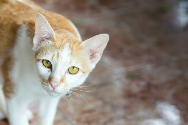 istock Golden cat standing and stare 815112010
