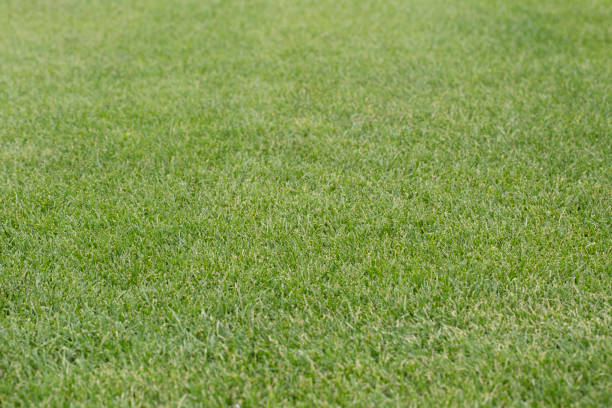 istock Football field grass. Abstract Texture. 815127192