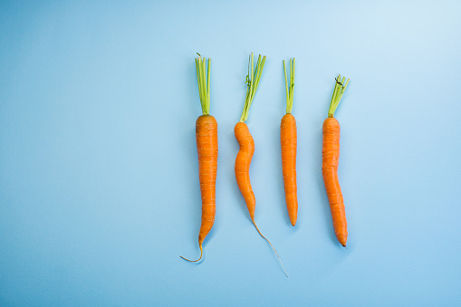 Four carrots on the blue background